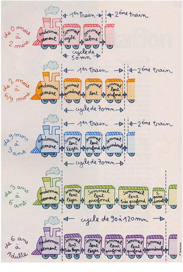 Le petit train du cycle du sommeil